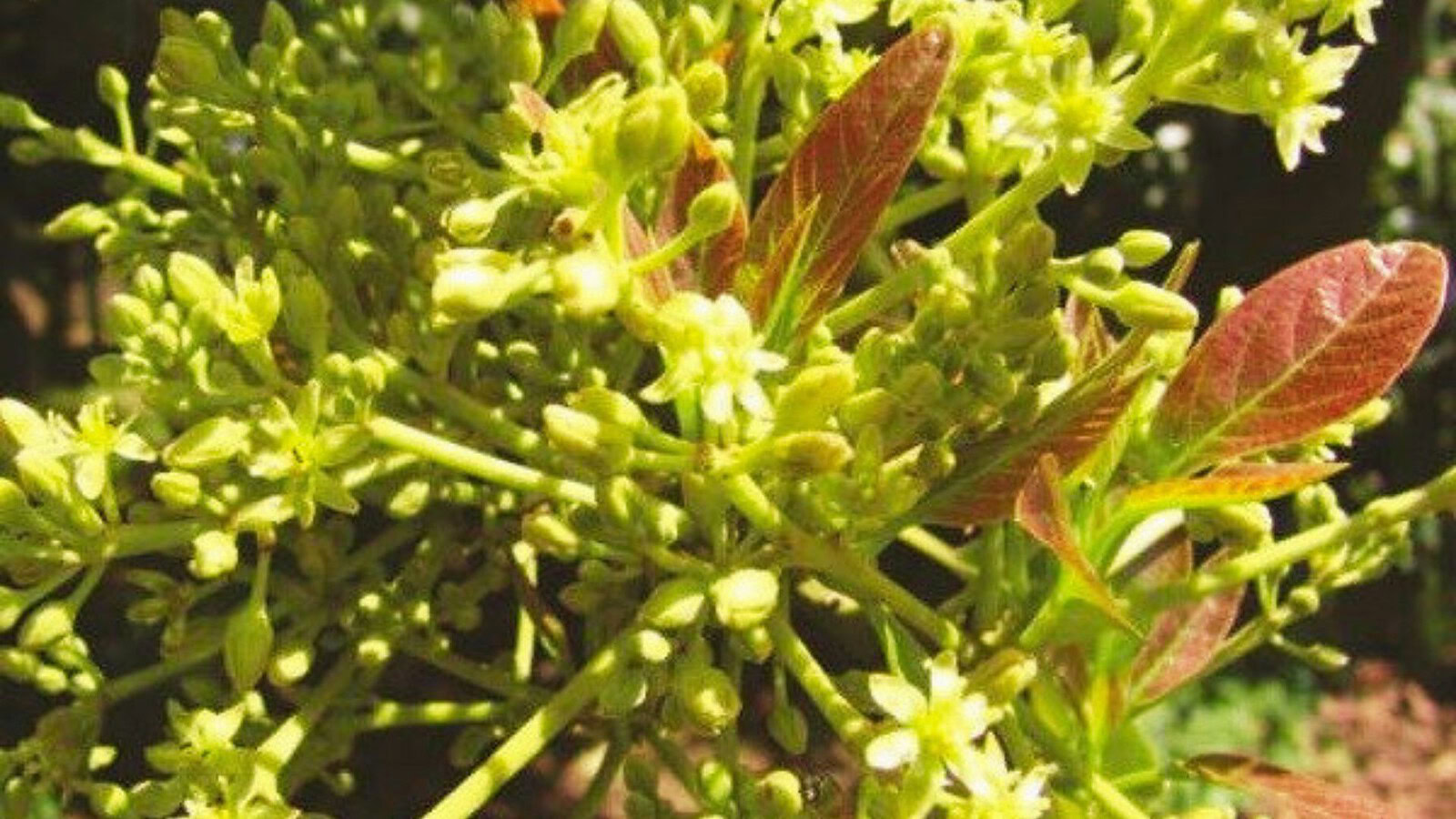 alberi di avocado