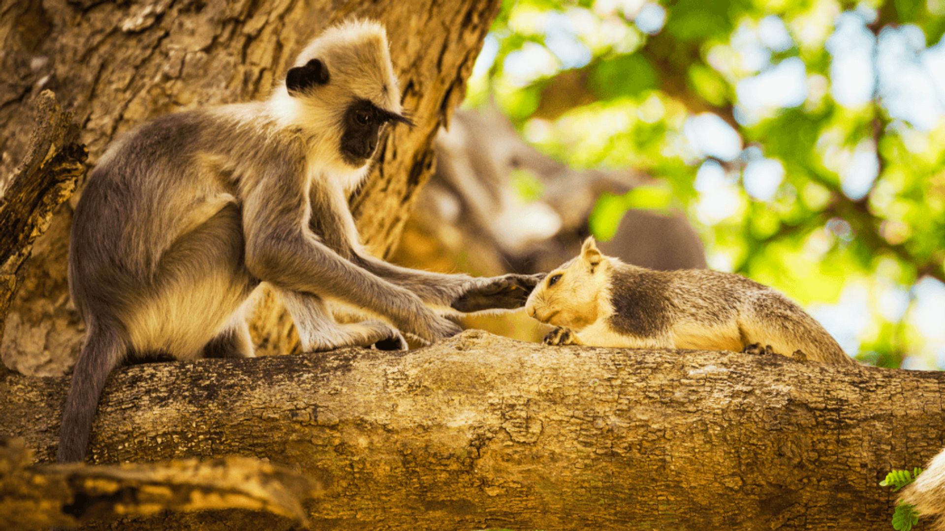 Come si comportano le scimmie con gli animali domestici: il mistero dei legami interspecie