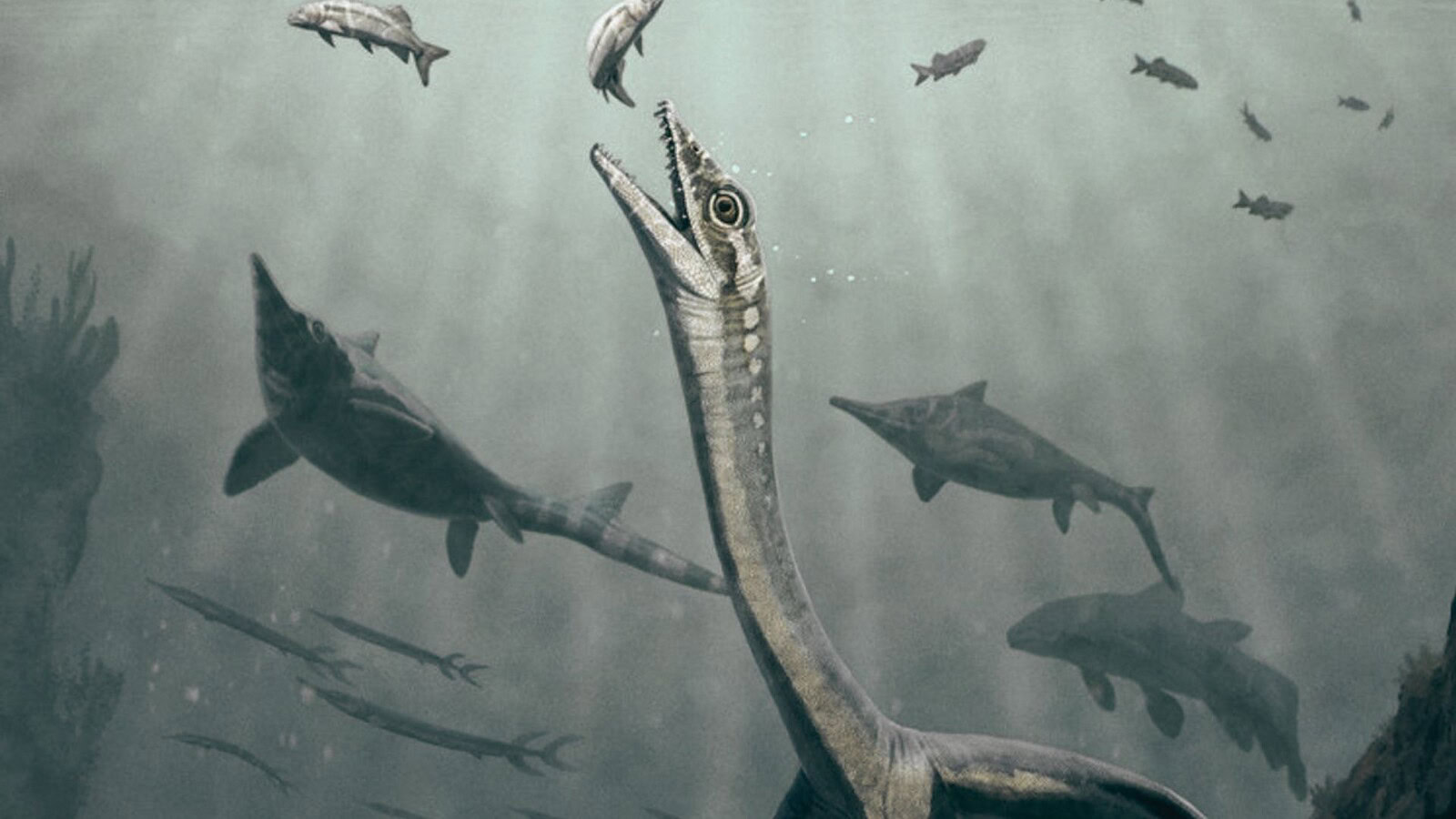 fossile rettile marino
