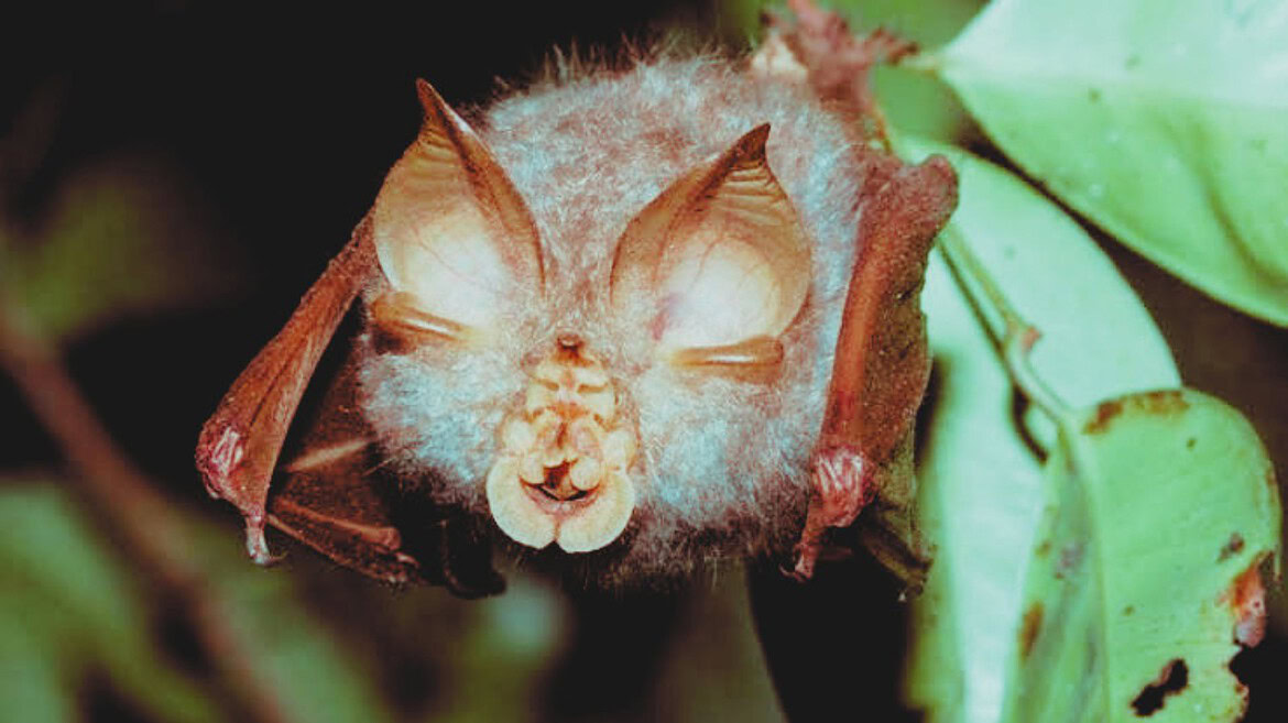 Vaccini COVID-19, protezione a sorpresa contro i virus di pipistrelli