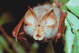 Vaccini COVID-19, protezione a sorpresa contro i virus di pipistrelli