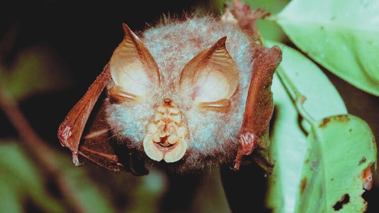 vaccini COVID virus pipistrelli