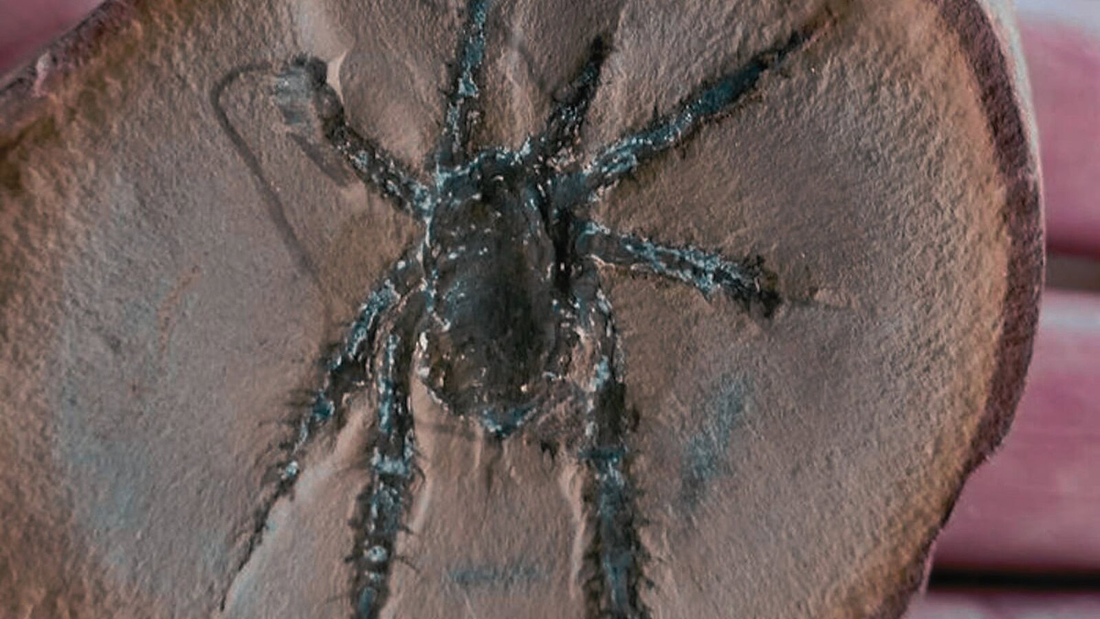 fossile ragni