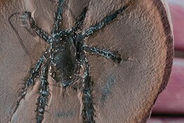 Ragni, un fossile di 518 milioni di anni svela l’origine del morso