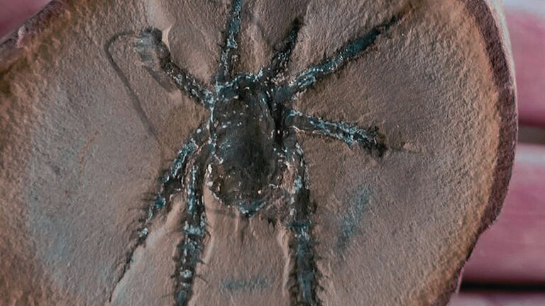 fossile ragni