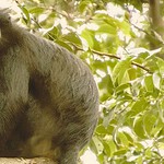 nuova specie di scimmia