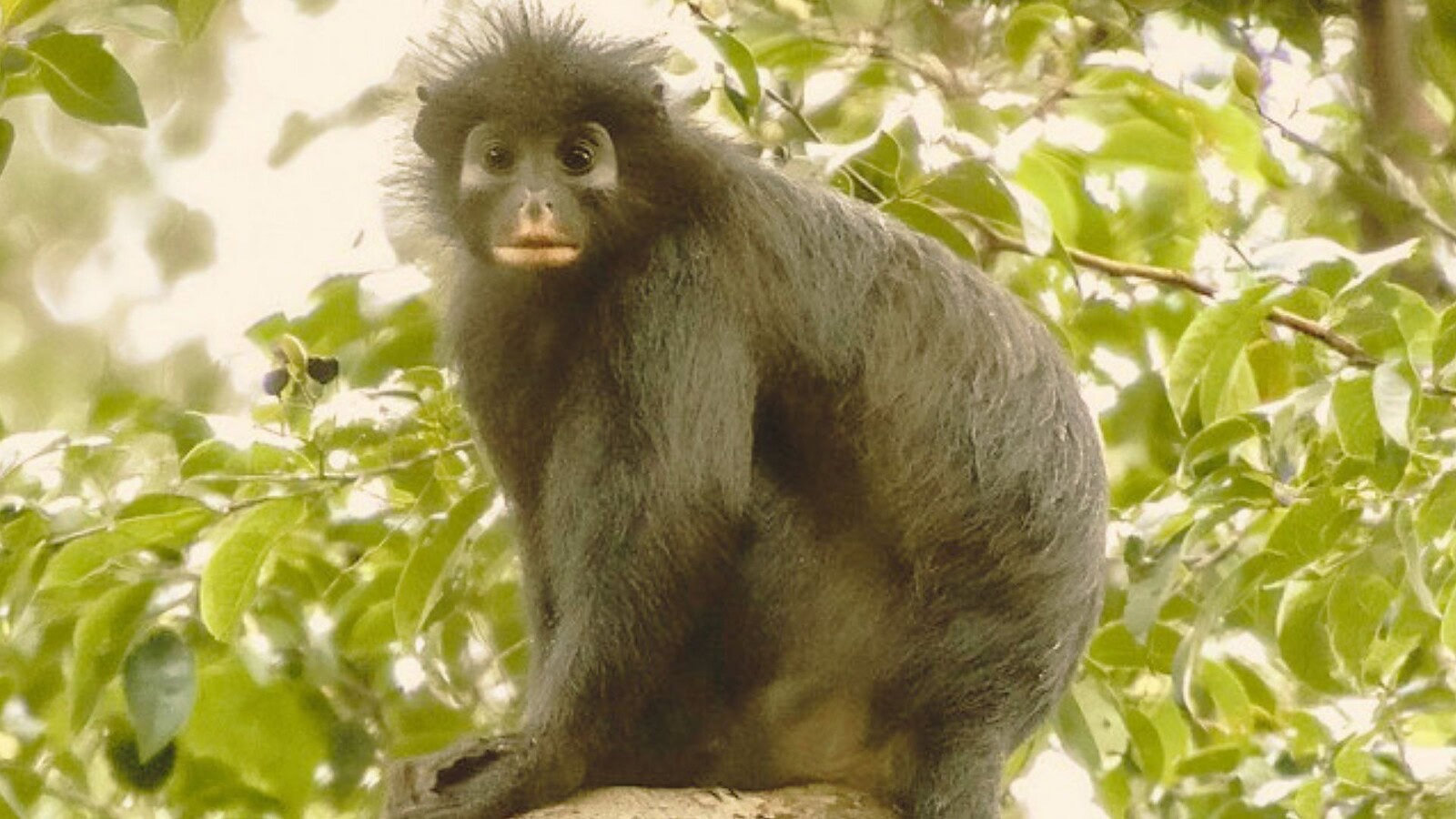 nuova specie di scimmia