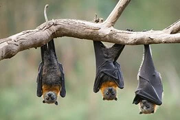 Rabbia dai pipistrelli: un contatto invisibile può essere fatale