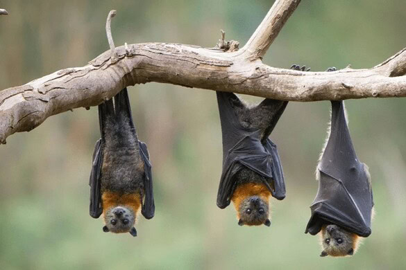 Rabbia dai pipistrelli: un contatto invisibile può essere fatale