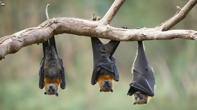Rabbia dai pipistrelli: un contatto invisibile può essere fatale