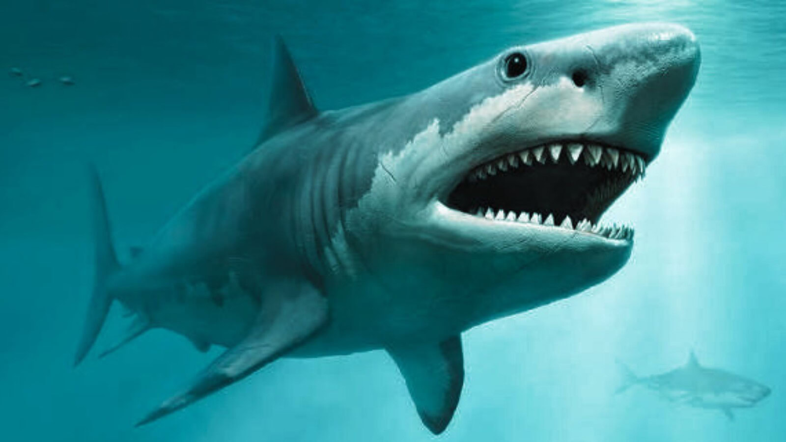 vertebre megalodon