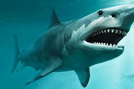 Megalodon, ritrovate in Danimarca le vertebre sparite da oltre 40 anni