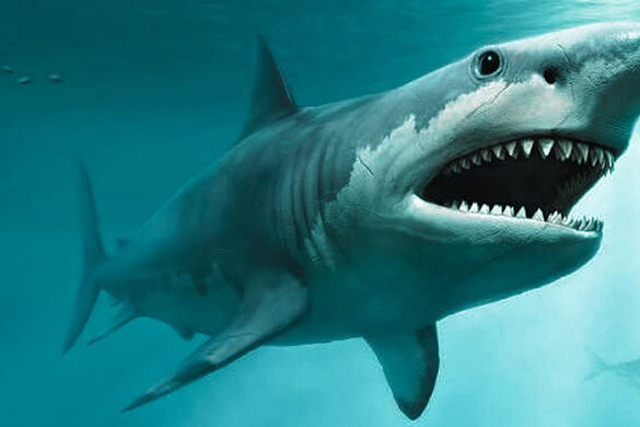 Megalodon, ritrovate in Danimarca le vertebre sparite da oltre 40 anni