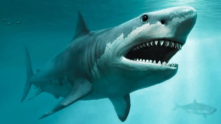 vertebre megalodon