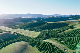 Grande Muraglia Verde cinese: 66 miliardi di alberi sfidano le previsioni