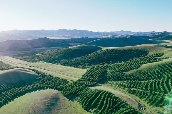 Grande Muraglia Verde cinese: 66 miliardi di alberi sfidano le previsioni