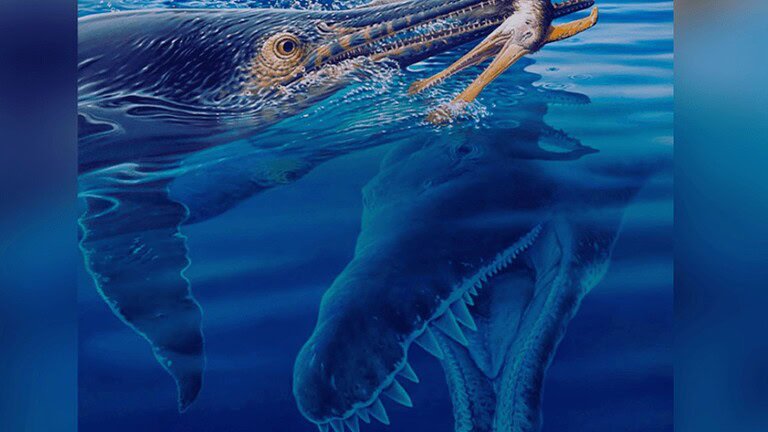 fossile Cretaceo