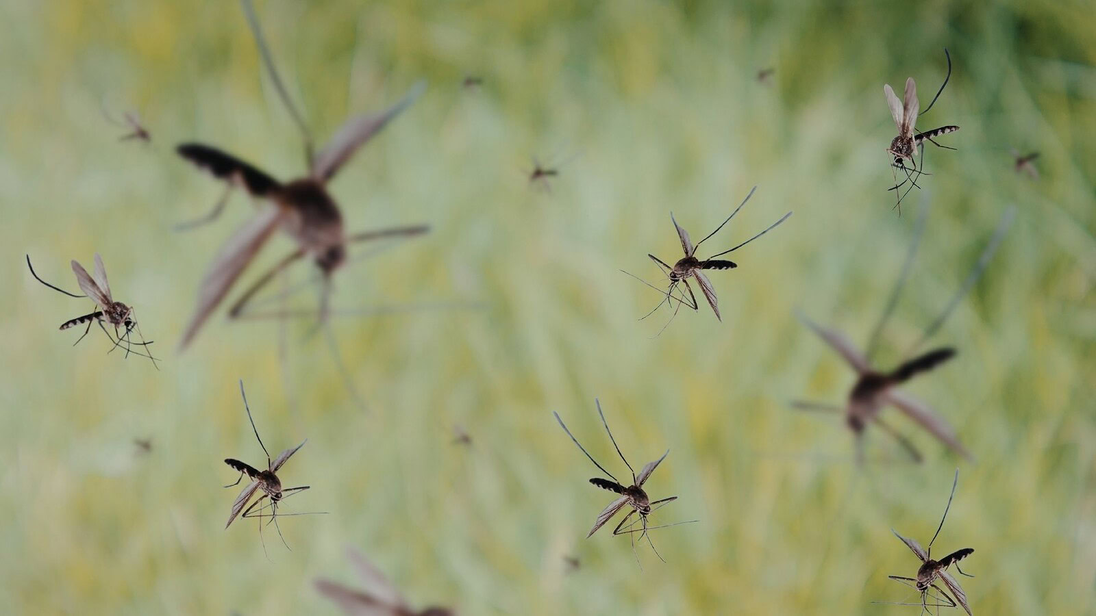 Google libera 32 milioni di zanzare sterili contro dengue e malaria