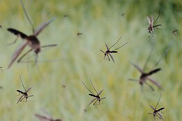 Google libera 32 milioni di zanzare sterili contro dengue e malaria