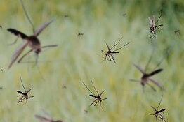 Google libera 32 milioni di zanzare sterili contro dengue e malaria