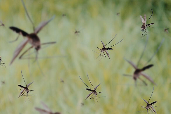 Google libera 32 milioni di zanzare sterili contro dengue e malaria