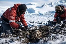 Cranio in Antartide: il reperto del 1985 che sfida la storia