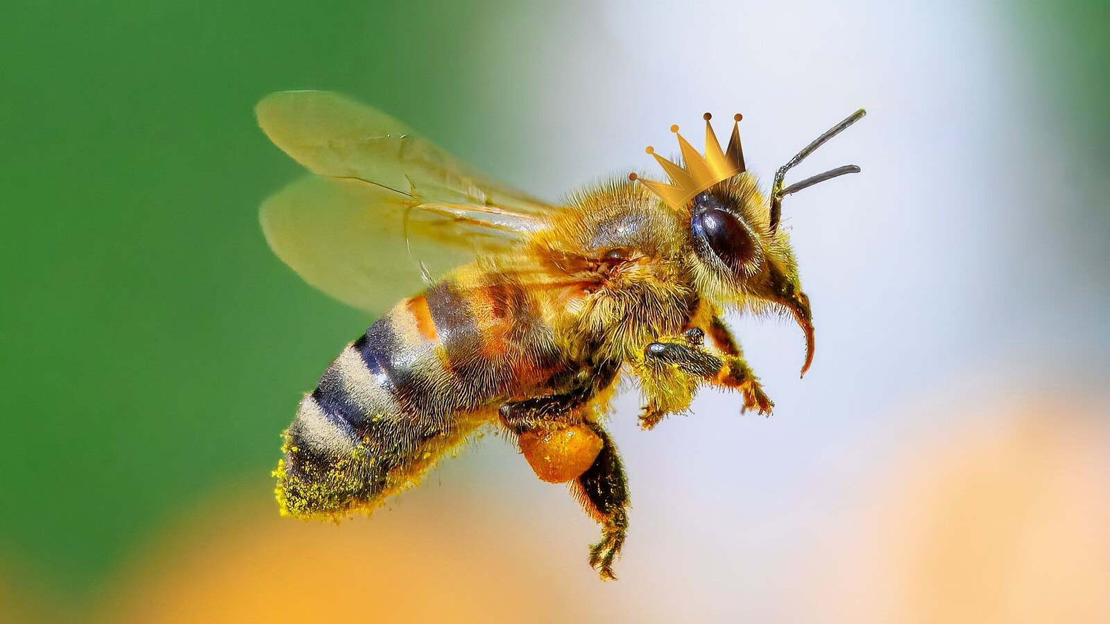 Come le api scelgono e costruiscono le regine: non è solo la pappa reale