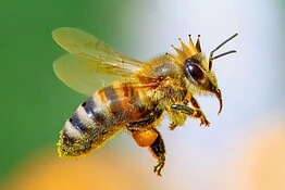 Come le api scelgono e costruiscono le regine: non è solo la pappa reale