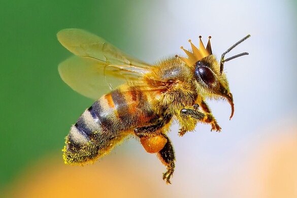 Come le api scelgono e costruiscono le regine: non è solo la pappa reale