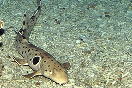 Squalo che cammina, nuova specie scoperta in Papua Nuova Guinea