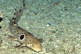 Squalo che cammina, nuova specie scoperta in Papua Nuova Guinea