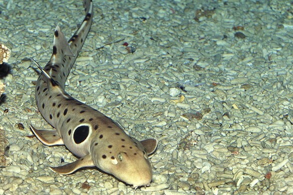Squalo che cammina, nuova specie scoperta in Papua Nuova Guinea