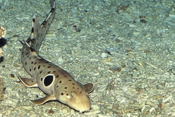 Squalo che cammina, nuova specie scoperta in Papua Nuova Guinea
