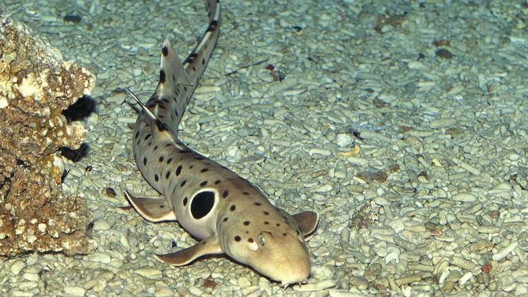 Squalo che cammina, nuova specie scoperta in Papua Nuova Guinea