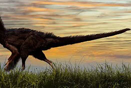 Nuova specie di dinosauro svela come è nato il volo degli uccelli