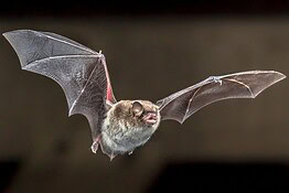Bambino muore dopo che un pipistrello gli si posa sul viso a causa della rabbia