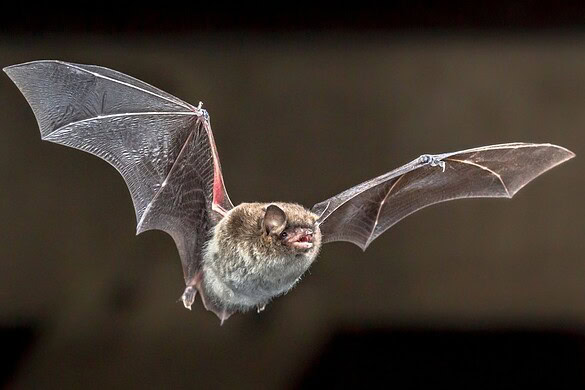 Bambino muore dopo che un pipistrello gli si posa sul viso a causa della rabbia
