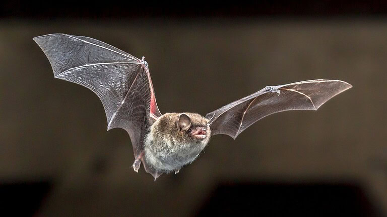 Rabbia, bambino muore dopo che un pipistrello gli si posa sul viso