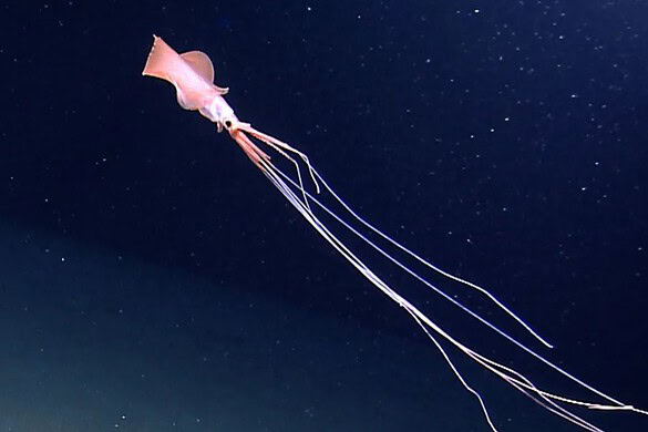 Calamaro bigfin, due esemplari ripresi negli abissi: video rarissimo