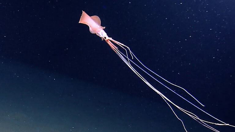 Calamaro bigfin, due esemplari ripresi negli abissi: video rarissimo