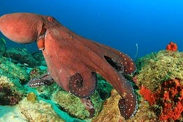 Cervelli dei cefalopodi, la vera causa non è la vita sociale