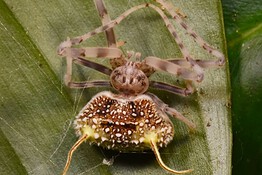 Nuova specie di ragno imita un fungo zombie: la scoperta è incredibile