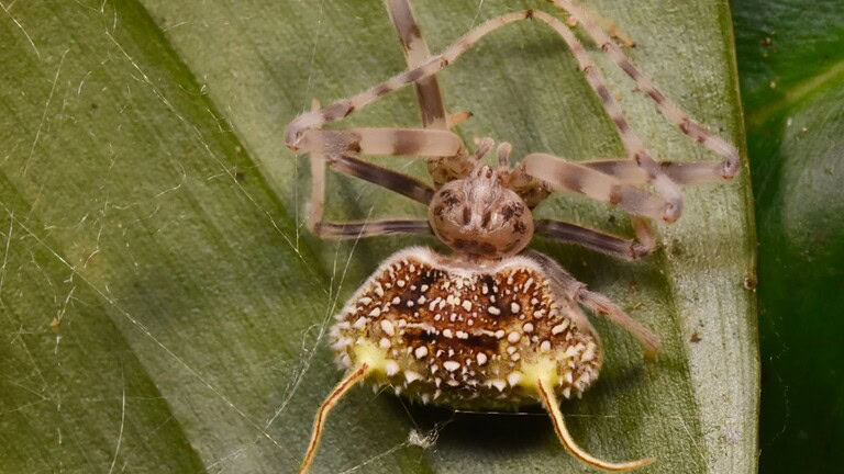 Nuova specie di ragno imita un fungo zombie: la scoperta è incredibile