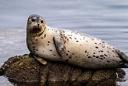 Hoover, la foca che parlava inglese come un uomo: la storia incredibile
