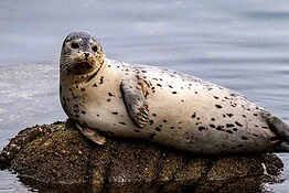 Hoover, la foca che parlava inglese come un uomo: la storia incredibile