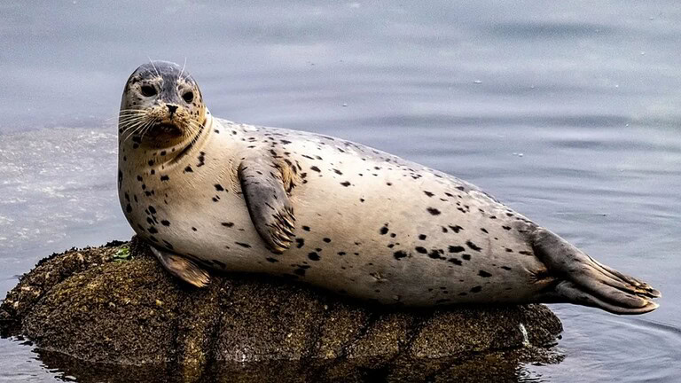Hoover, la foca che parlava inglese come un uomo: la storia incredibile