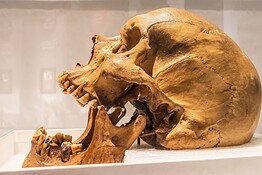 Neanderthal e Homo sapiens: 30.000 anni di cultura condivisa
