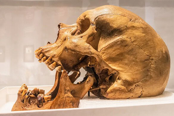 Neanderthal e Homo sapiens: 30.000 anni di cultura condivisa