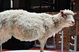 Dolly la pecora, perché la sua nascita restò segreta per 7 mesi