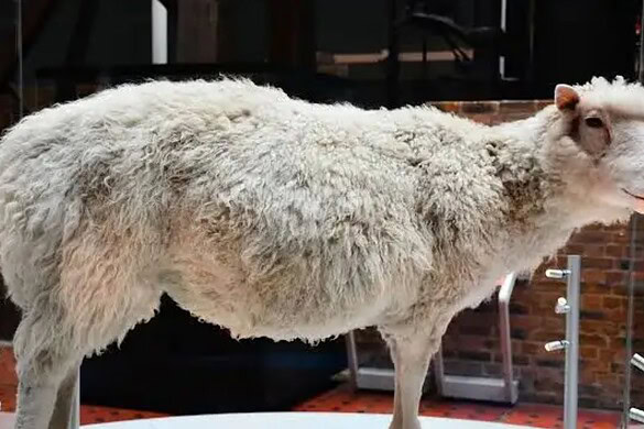 Dolly la pecora, perché la sua nascita restò segreta per 7 mesi
